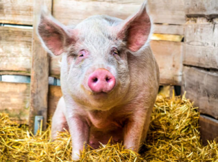 Sus scrofa domesticus